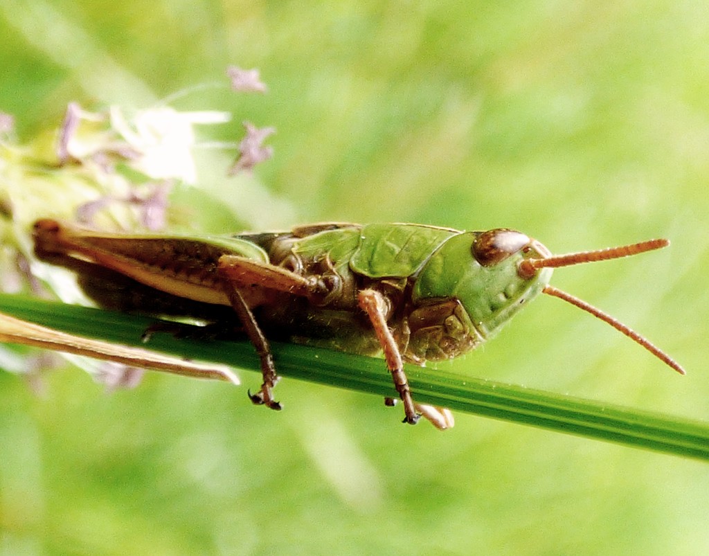 Common Green Grasshopper by julienne1