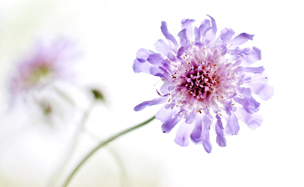 Scabious by motherjane