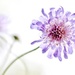 Scabious by motherjane