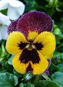 18th Jun 2015 - Frosted Viola