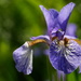 Iris by newbank