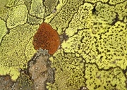 10th Mar 2015 - Australian lichen 