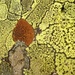 Australian lichen  by steveandkerry