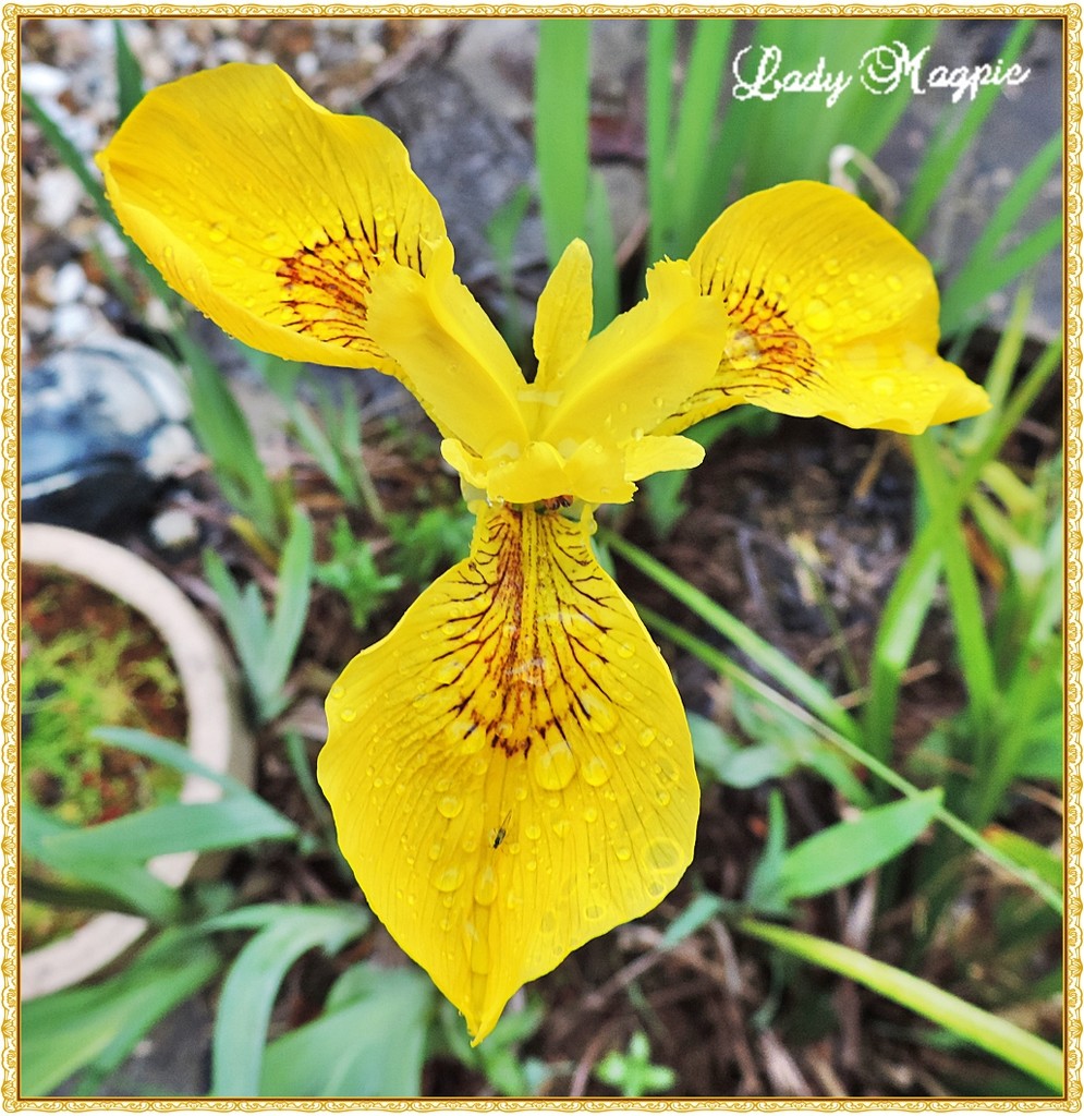 Hello Iris, you look lovely today by ladymagpie