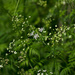 Cow parsley by elisasaeter