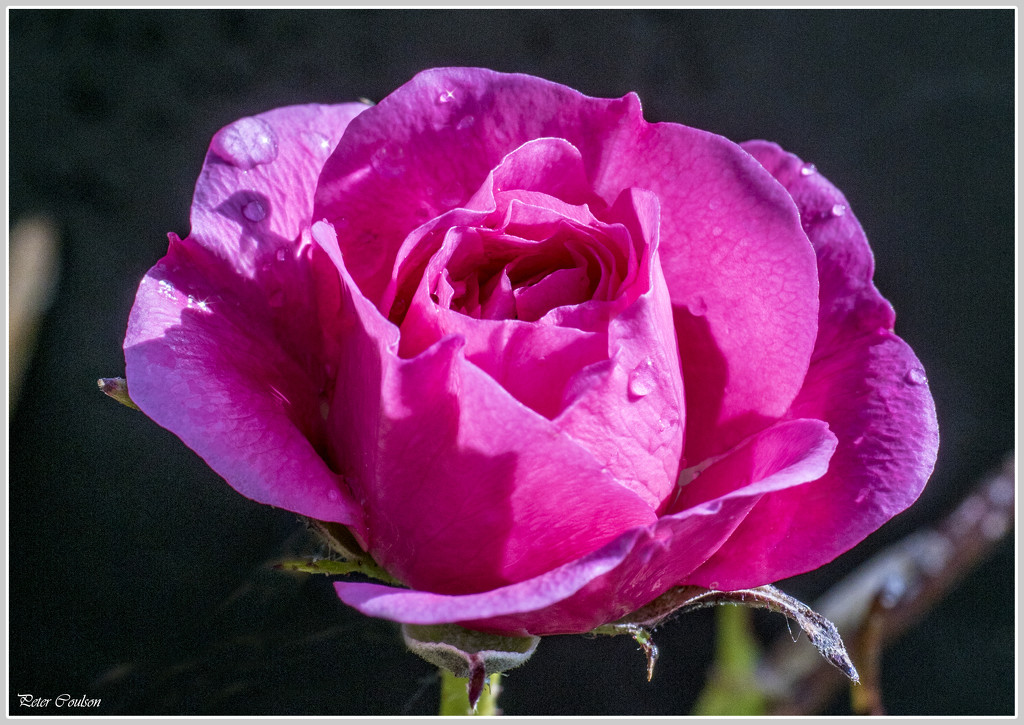 Second Rose by pcoulson