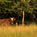 Cow in evening light by leonbuys83