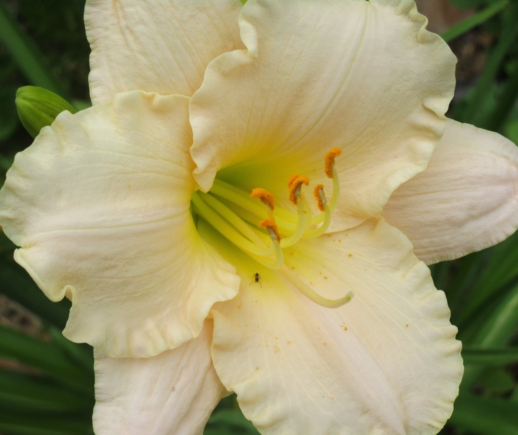 Daylily and Ant by tunia