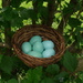 Nest of Eggs by julie