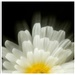 icm daisy by jackies365