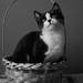 Kitty in a basket by wenbow