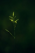 18th Jun 2015 - Leaf of Grass