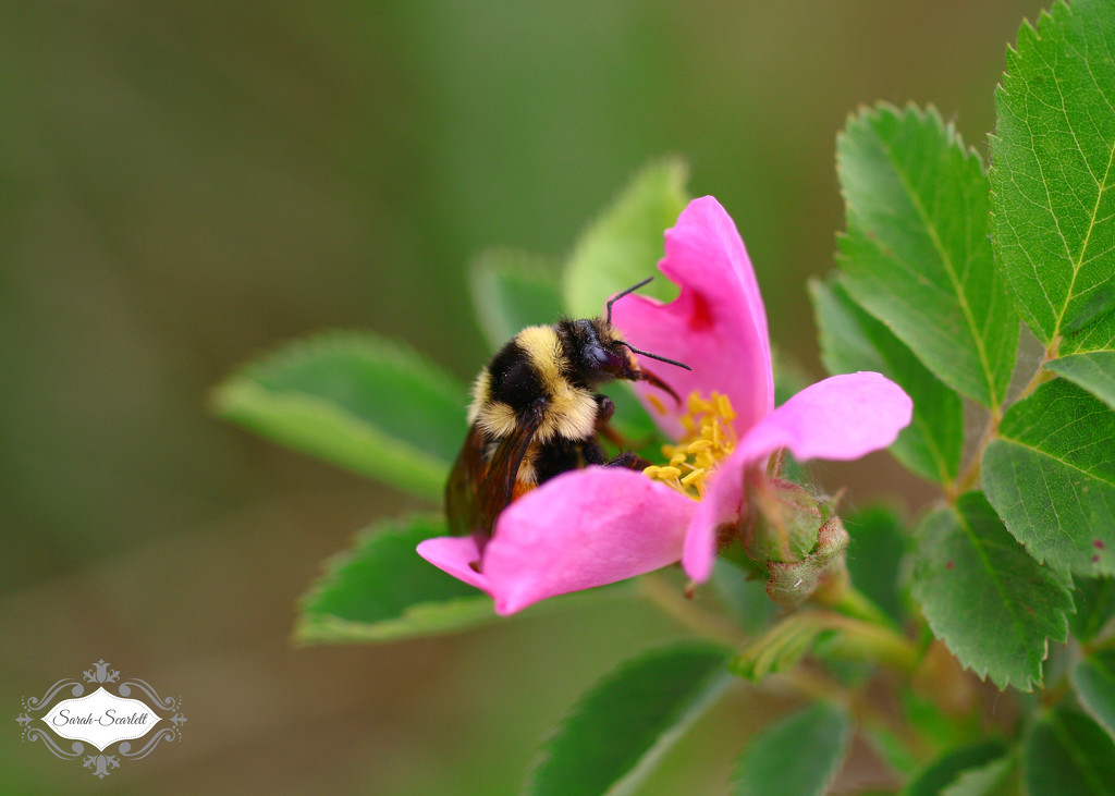 Bumble Bee by sarahlh