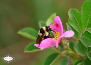 18th Jun 2015 - Bumble Bee