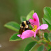 Bumble Bee by sarahlh