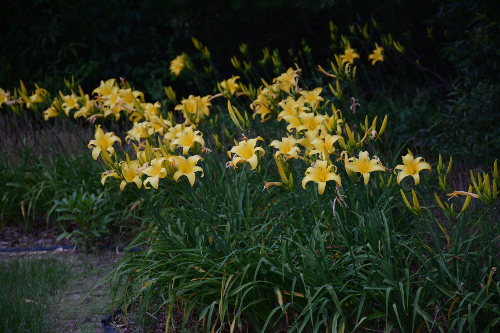 Daylilies in bloom! by thewatersphotos