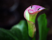 18th Jun 2015 - Firefly on Calla Lily