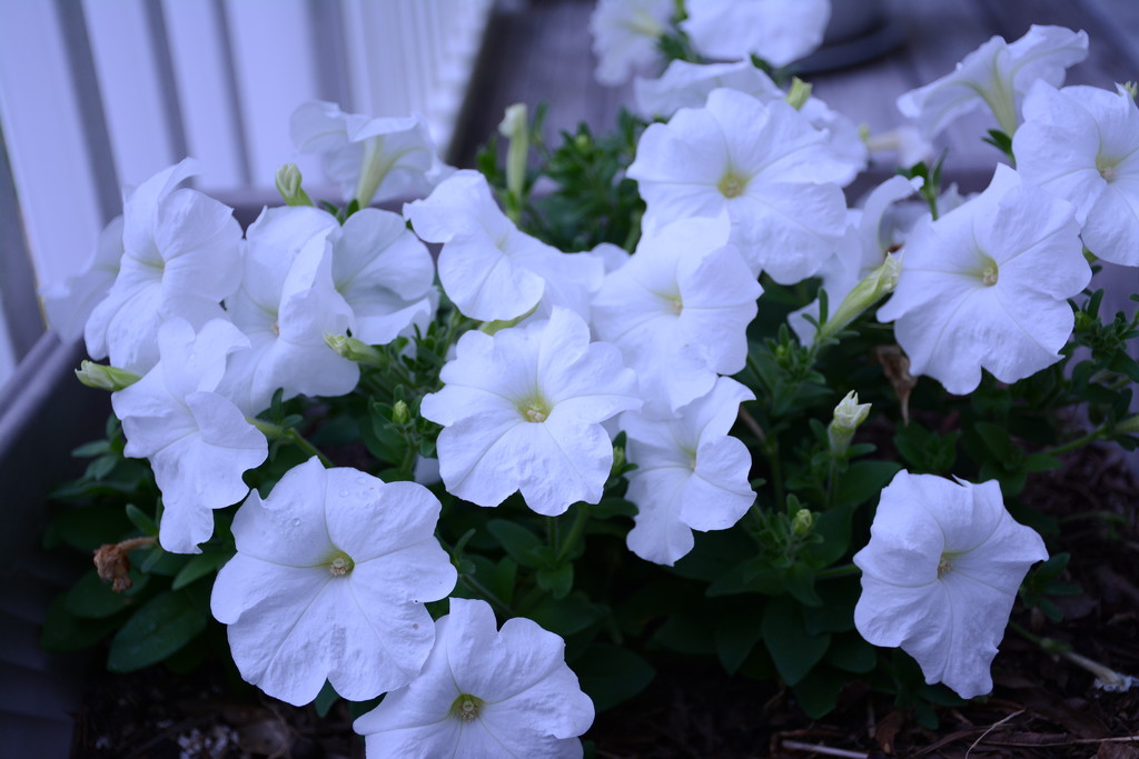 Petunias by thewatersphotos