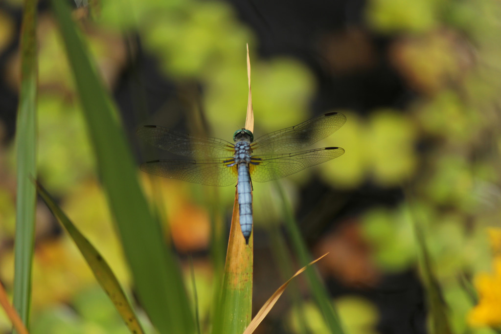 Blue dragonfly by nanderson