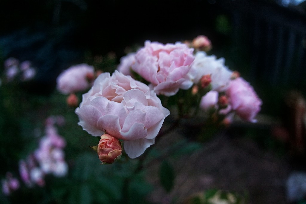 Rose Season by gardencat