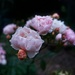 Rose Season by gardencat