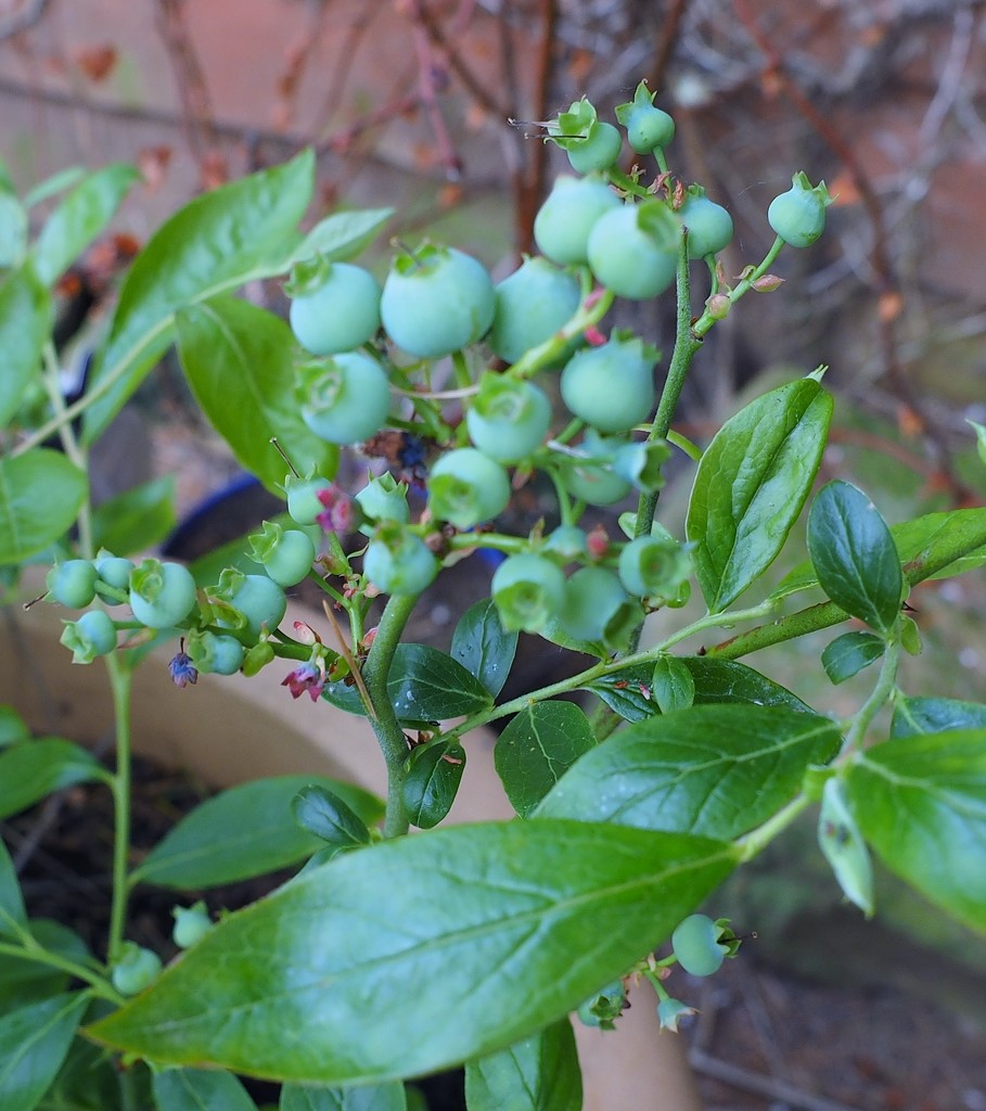Blueberries ready to ripen...... by anne2013