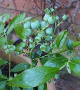 17th Jun 2015 - Blueberries ready to ripen......