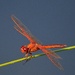 Dragonfly by congaree