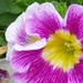 Petunia (Safinia ) by beryl