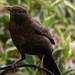 blackbird portrait by quietpurplehaze