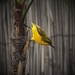 "Sunbird"... by tellefella
