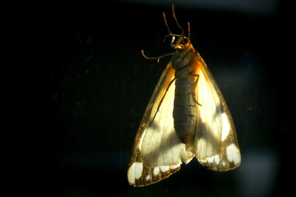 Bug Light by linnypinny
