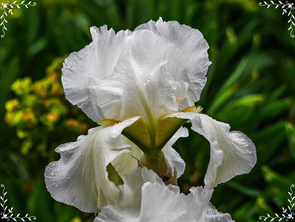 Iris,After The Rain by carolmw