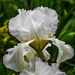 Iris,After The Rain by carolmw