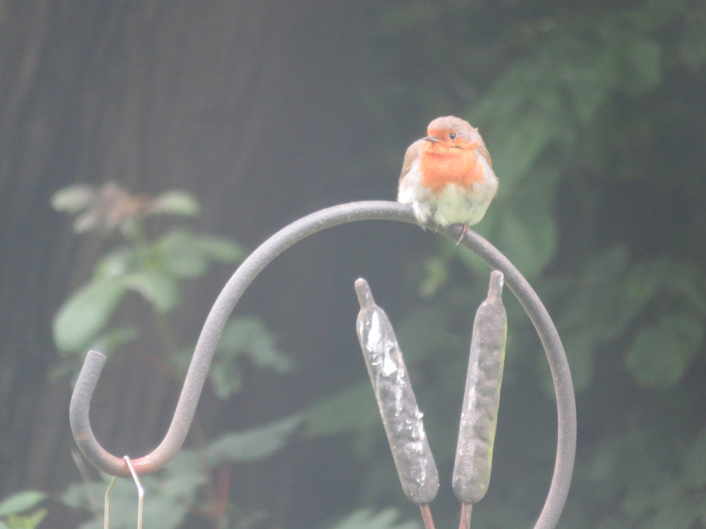 Fluffy Robin Red Breast by countrylassie
