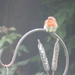 Fluffy Robin Red Breast by countrylassie