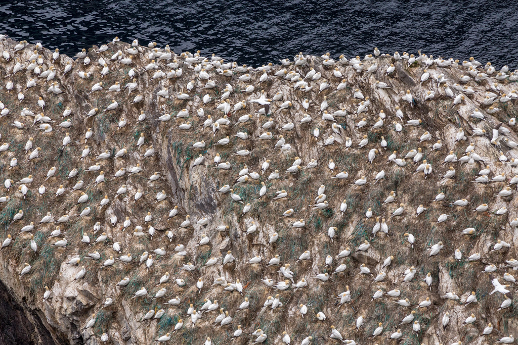 gannets by steveandkerry