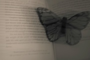 19th Jun 2015 - butterfly and the book
