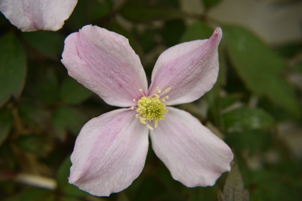 clematis by christophercox