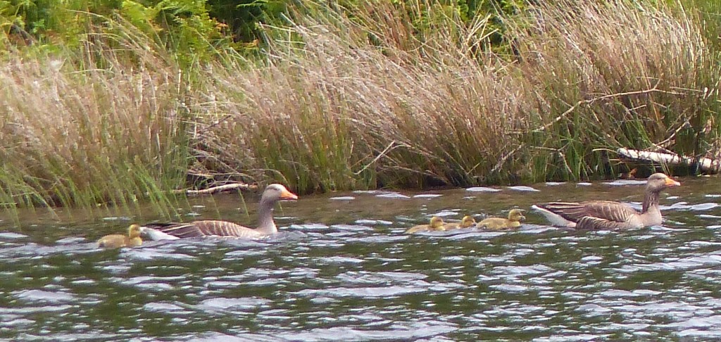  Greylag Geese and babies by susiemc