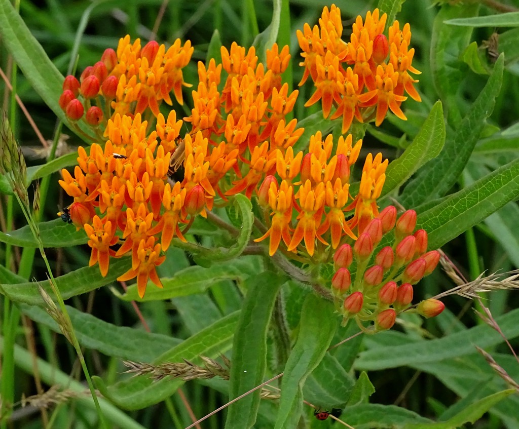 Butterfly Weed Blooming by annepann