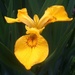 Lily, or as I now know an Iris!!  by plainjaneandnononsense