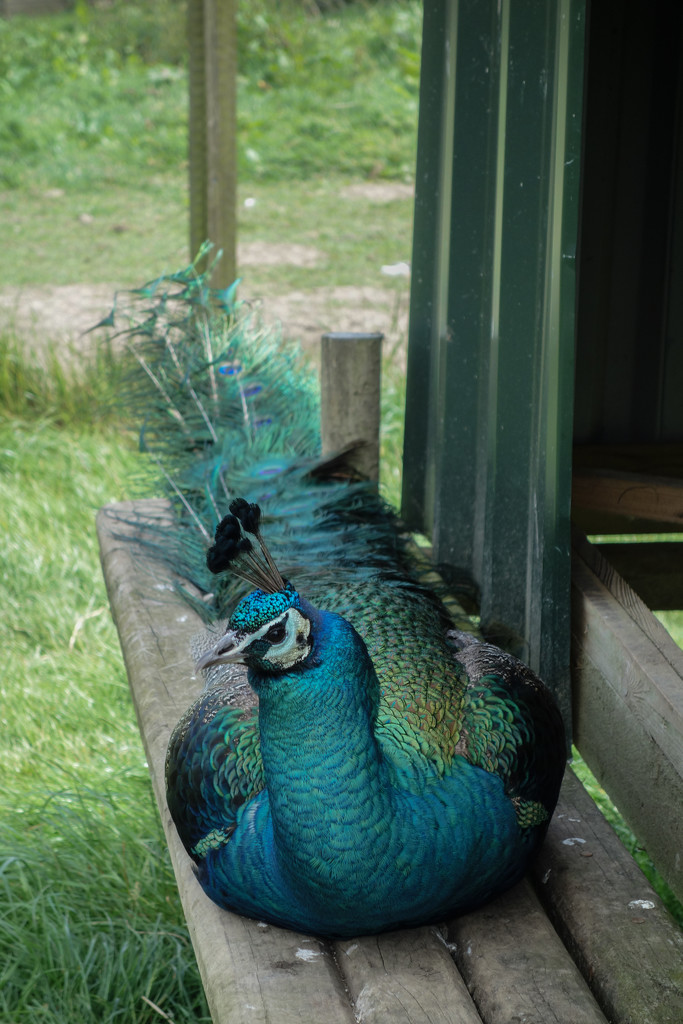 Peacock by overalvandaan