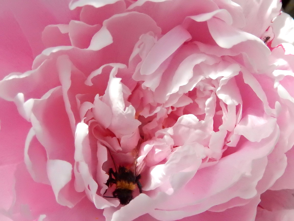 A Bee staggers out of the Peony..... by snowy