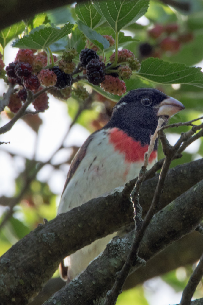 Rose Breasted Grosbeak in a Mulberry Tree by rminer