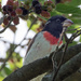 Rose Breasted Grosbeak in a Mulberry Tree by rminer