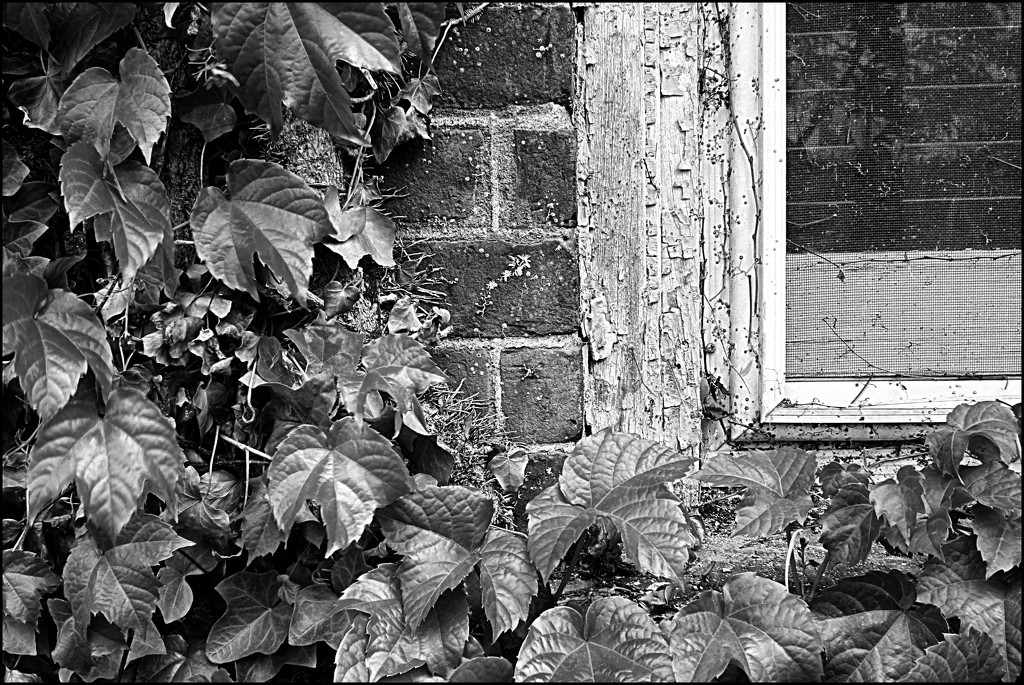 Vines Around the Window by olivetreeann