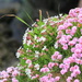 Sea Campion & Thrift by lifeat60degrees