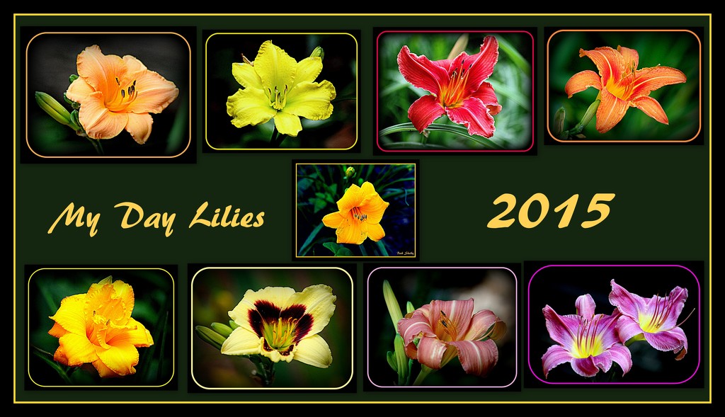 Day Lily Collage by vernabeth