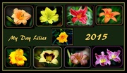 20th Jun 2015 - Day Lily Collage